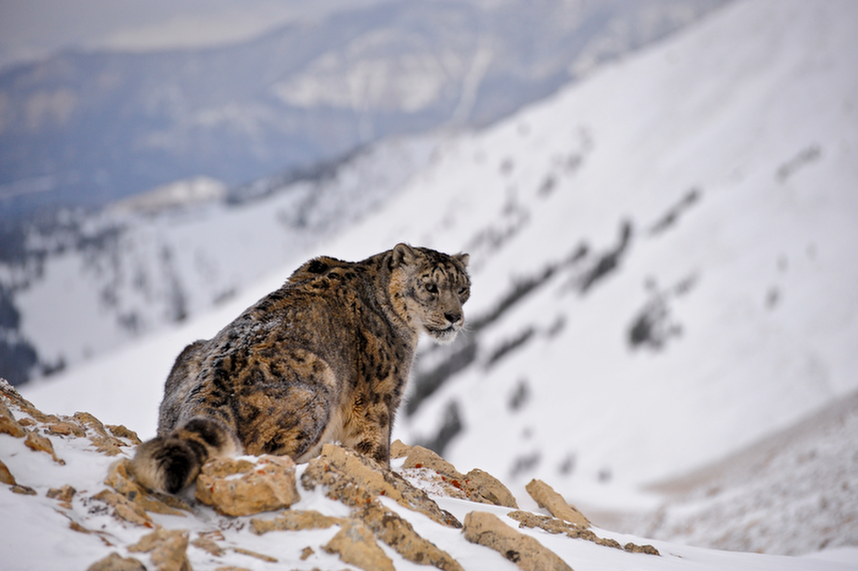 Snow Leopard 0013